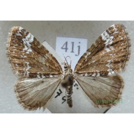 Perizoma alchemillata (Linnaeus, 1758) Peryzoma przywrotnica Czech41j